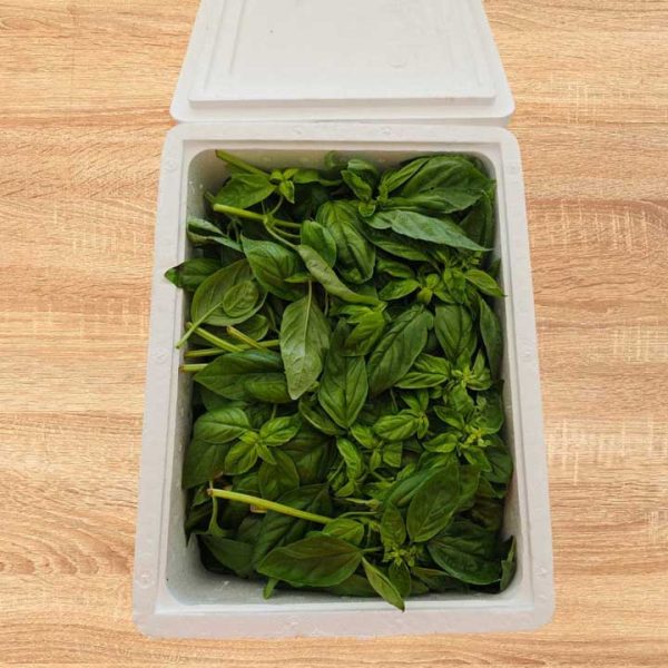 Albahaca