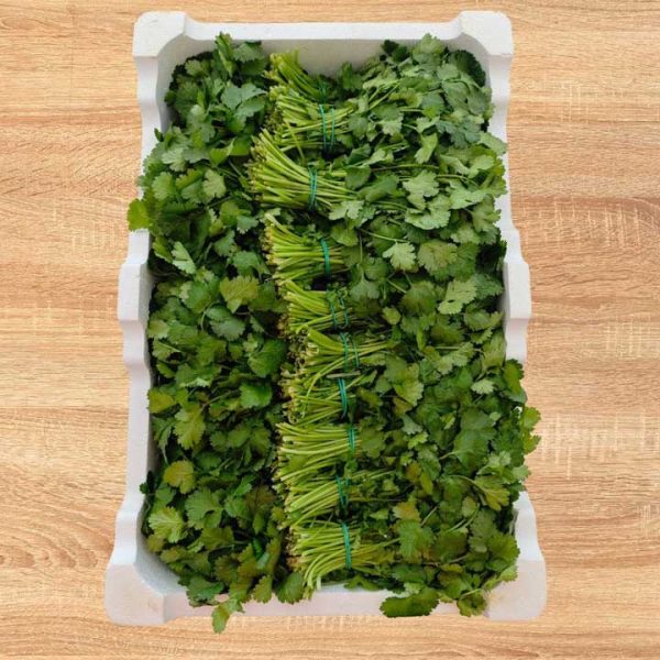 Cilantro