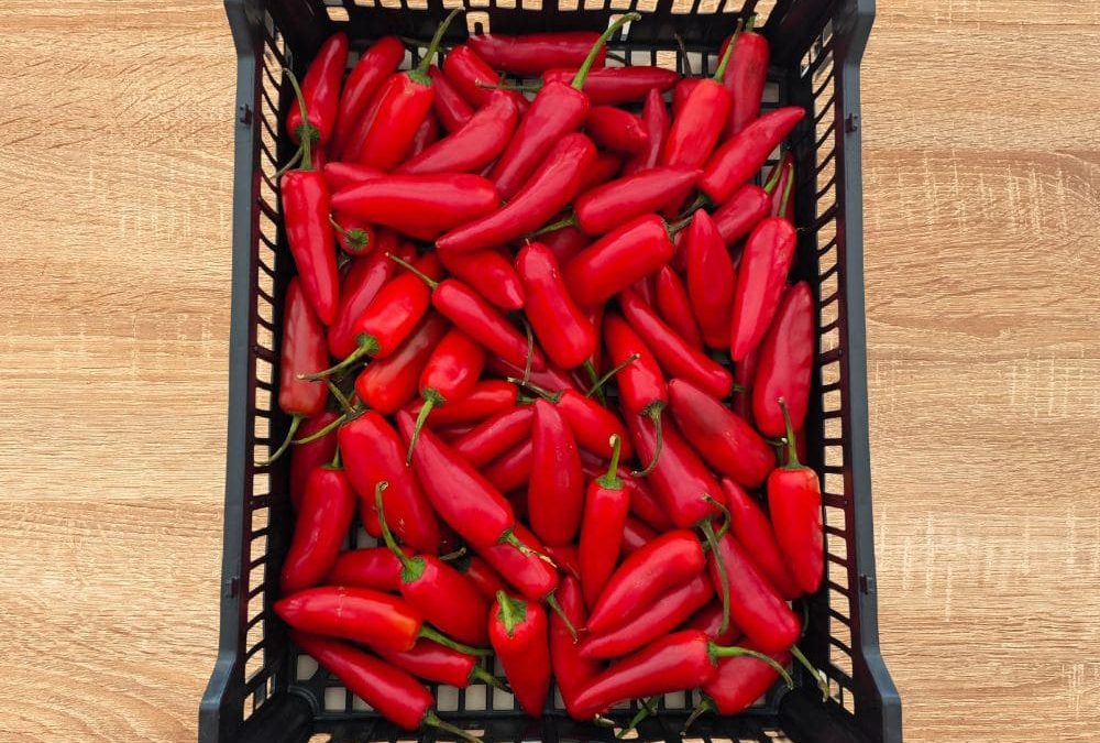 Jalapeño rojo fresco: el ingrediente que impulsa sabor y ventas en tu negocio