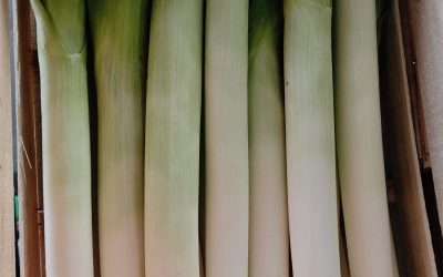 Puerro Caja: la calidad profesional que distingue a Salvador del Cerro SL