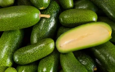Aguacate bola: el aguacate pequeño sin semilla que gana protagonismo en el canal profesional