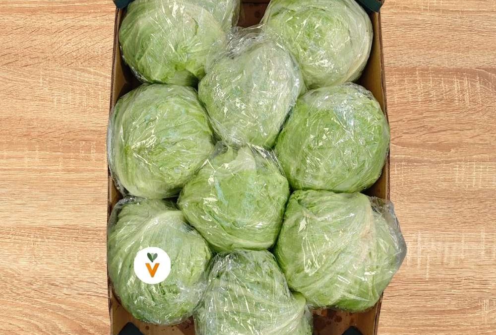 Lechuga Iceberg en Valencia: frescura, volumen y alta rotación para el canal profesional