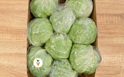 Lechuga Iceberg en Valencia: frescura, volumen y alta rotación para el canal profesional