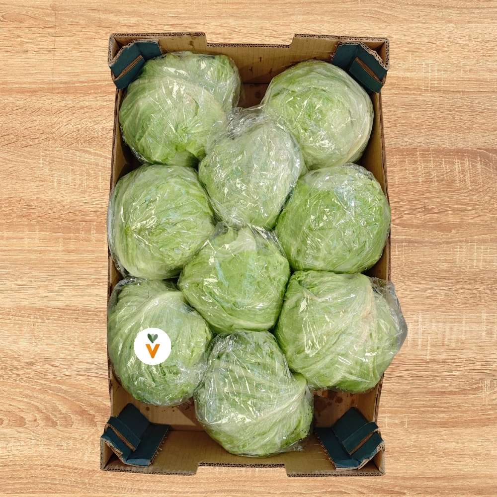 Lechuga iceberg en caja de 9 piezas para distribución profesional en Valencia