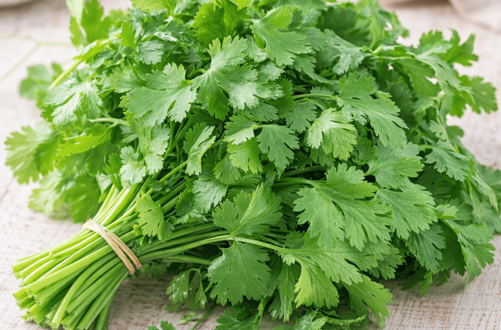 Cilantro fresco en manojo sobre tabla de cocina