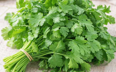 Cómo conservar cilantro fresco: consejos para mantener su aroma y frescura